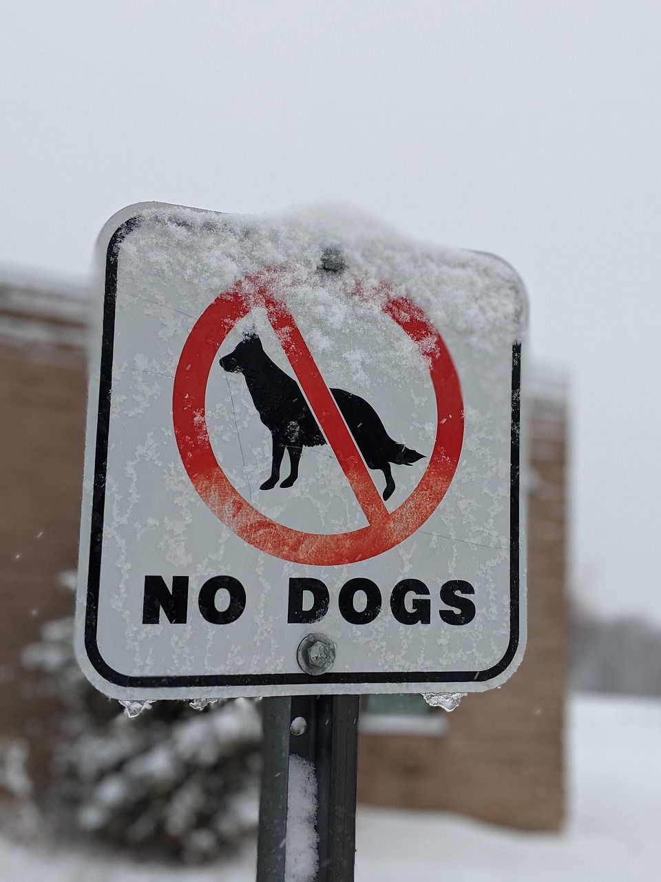 no dogs sign