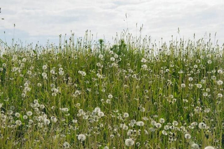 Какой сегодня праздник: 10 августа 2023 года Одуванчики