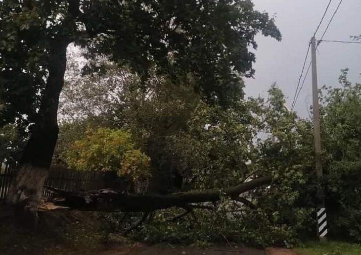 Удар стихии по Беларуси: свыше 200 населенных пунктов остаются без электричества дерево