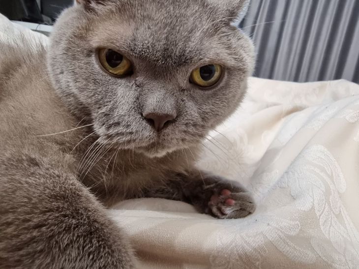 Почему кот «стережет» входную дверь: стоит ли верить народным приметам кошка