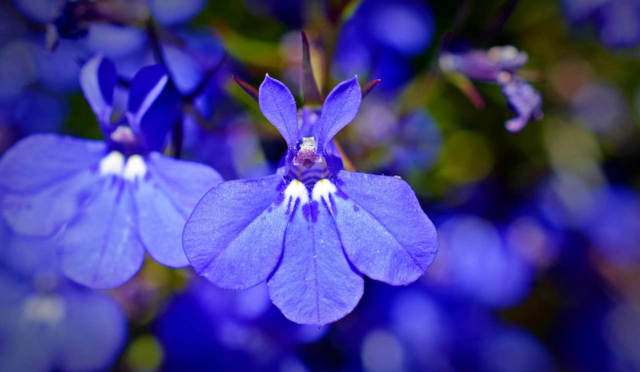 Gardening Secrets: How to Grow Lobelia flowers