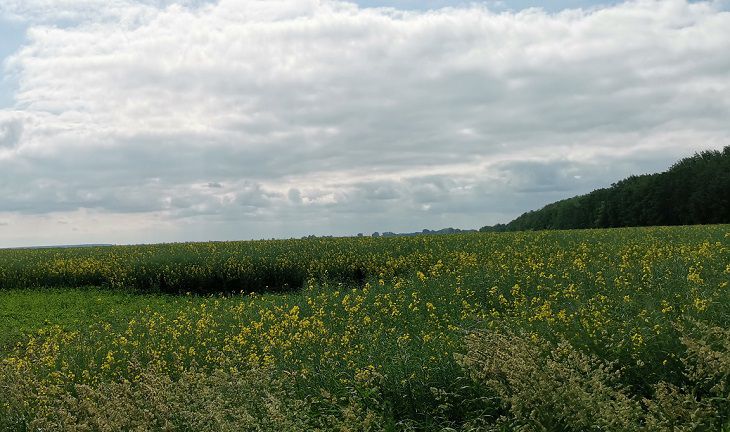 Народные приметы на 7 августа: определяем, какая ждет нас зима поле