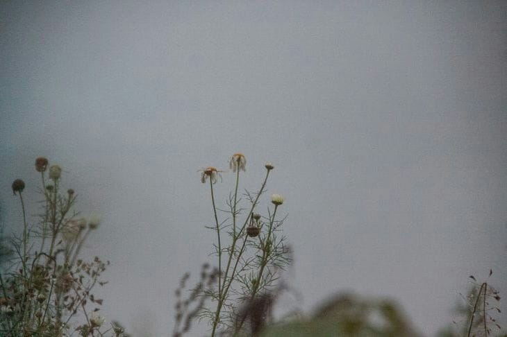 Какой сегодня праздник: 19 августа 2023 года Ромашки