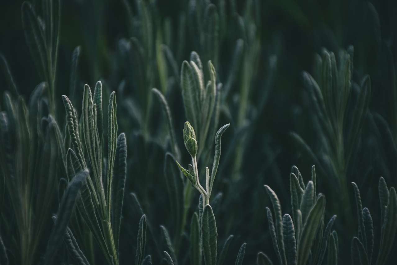 Useful Tips: How to Grow Rosemary plant