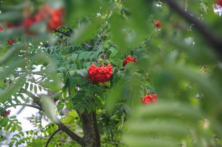 День Фотия и Аникиты: что нельзя делать 25 августа Рябина