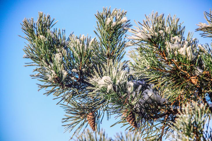 Как применять сосновые шишки в огороде: 3 эффективных способа шишки