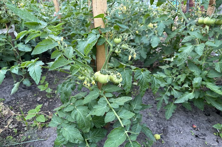 Как предотвратить трескание помидоров: советы огородникам на заметку Помидоры