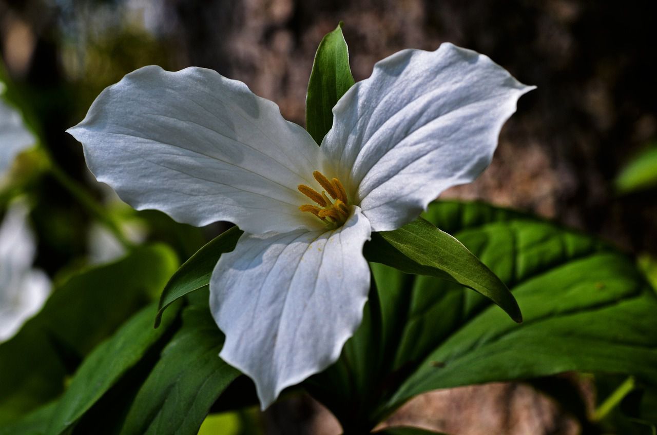 trillium