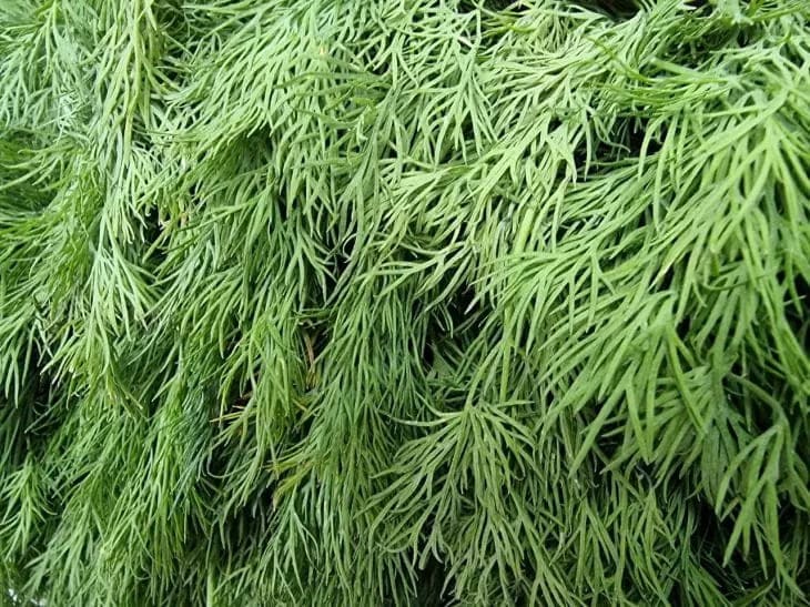 Зелень, укроп