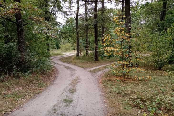 Запреты и ограничения: в 30 районах Беларуси все еще нельзя посещать леса