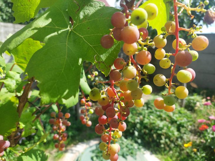 Урожай удивит соседей: как подкормить виноград осенью: новости, сад,виноград, уход, дача, минск