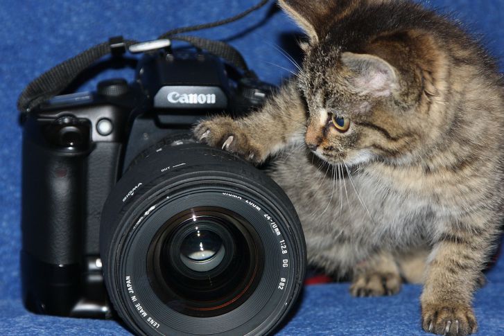 Фотоаппарат Кот