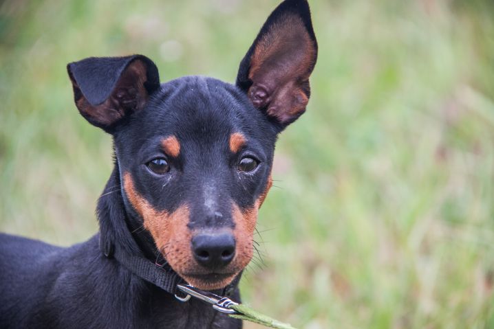 Какие вредные привычки бывают у собак и как с ними бороться: кинологи рассказали Собака