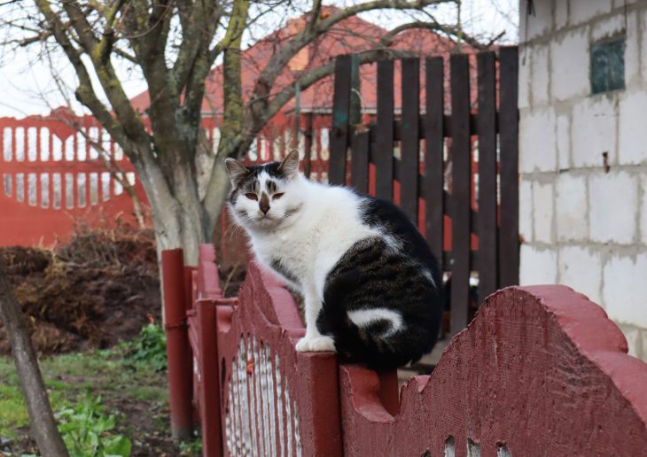 Кошка Забор