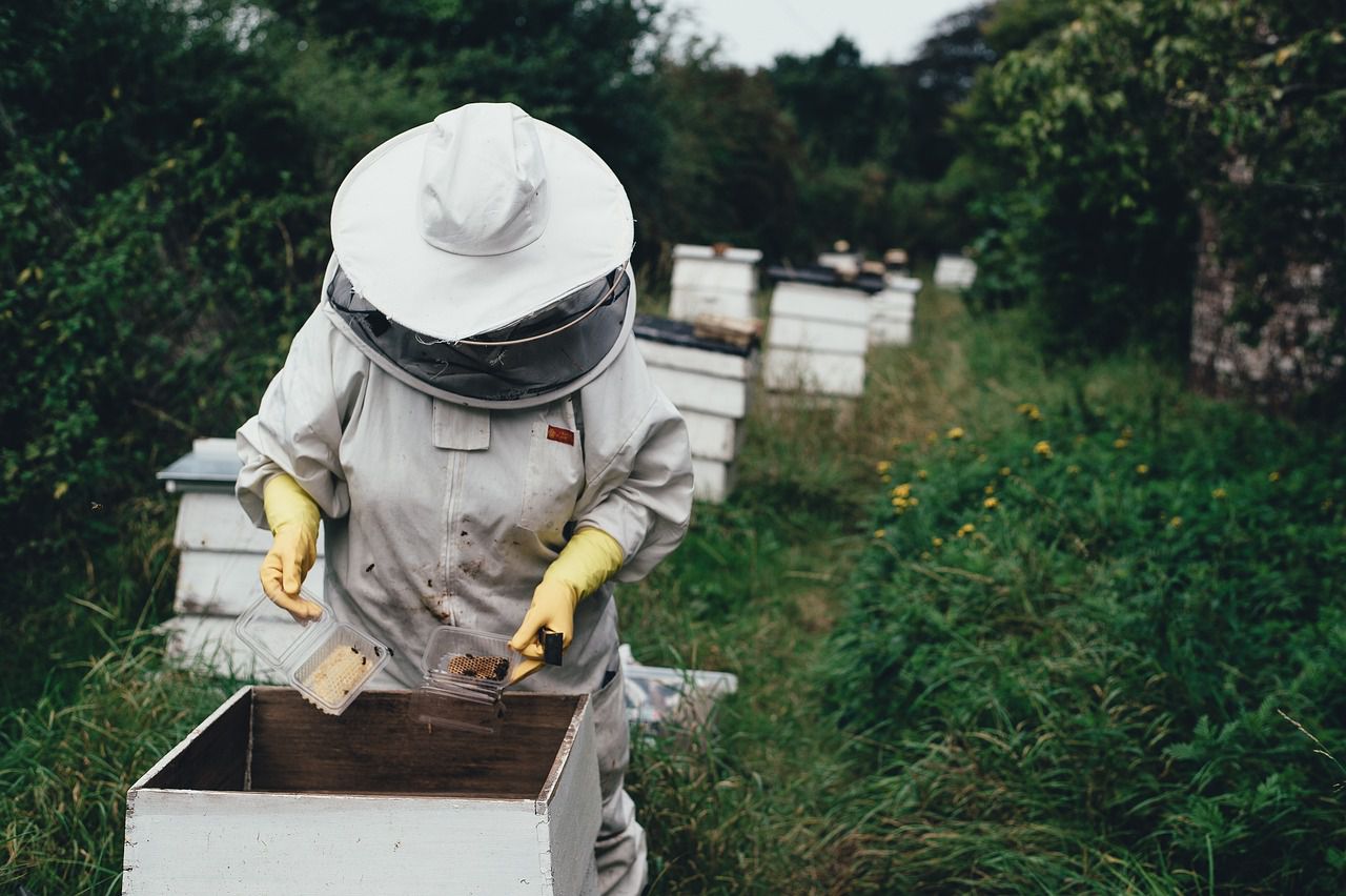 Creating an apiary in your garden: Gardening tips apiary