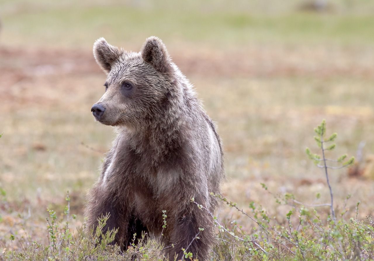Bears coming to people: Learn more about wildlife brown bear