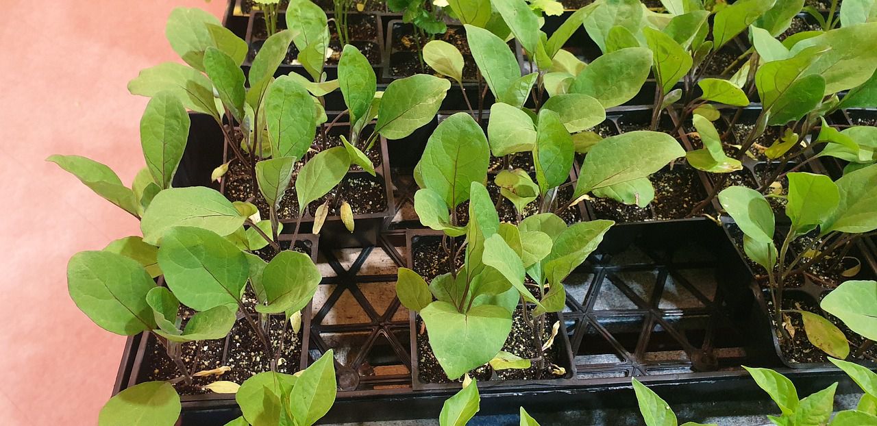 seedlings