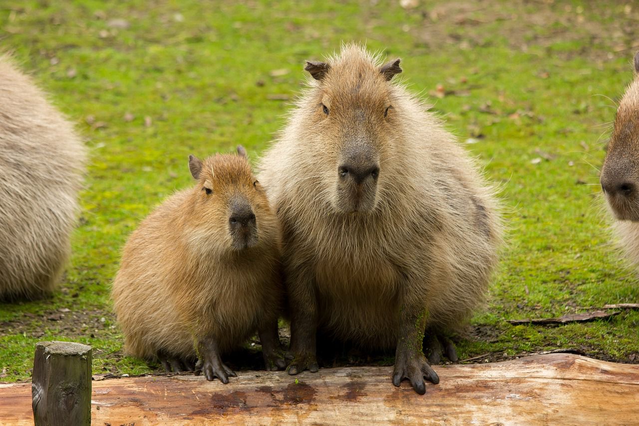 capybaras