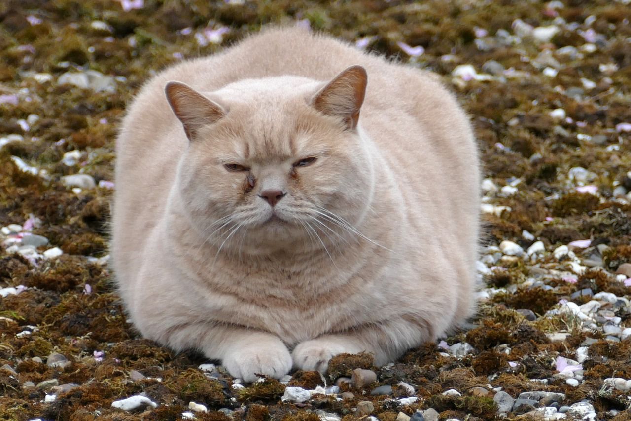 fat cat