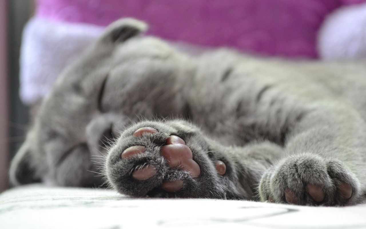 Don't do declawing to your cats: Be a good pet owner cat paws