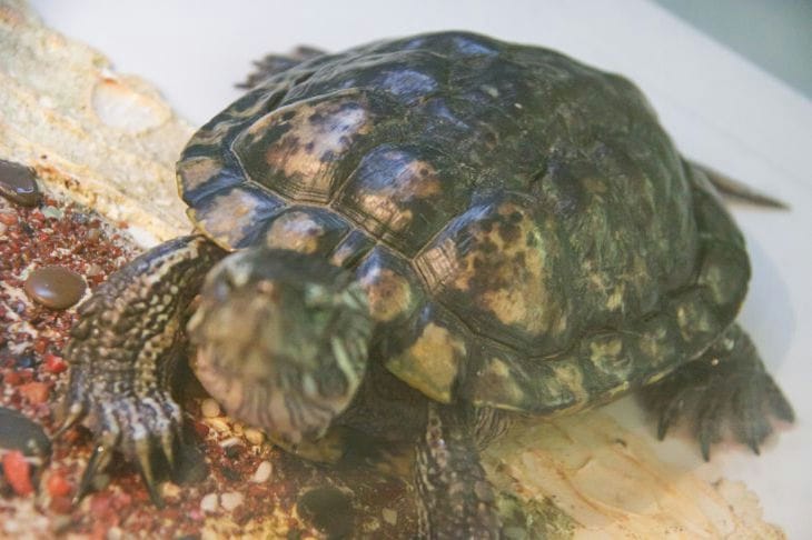 Каких черепах можно заводить в качестве домашних питомцев: не только красноухих Черепаха