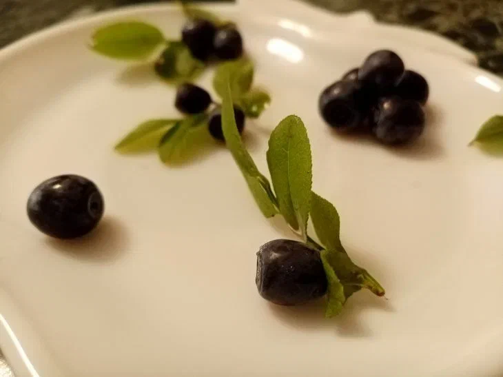 Как вырастить чернику на своем участке: без этих знаний ничего не получится Черника