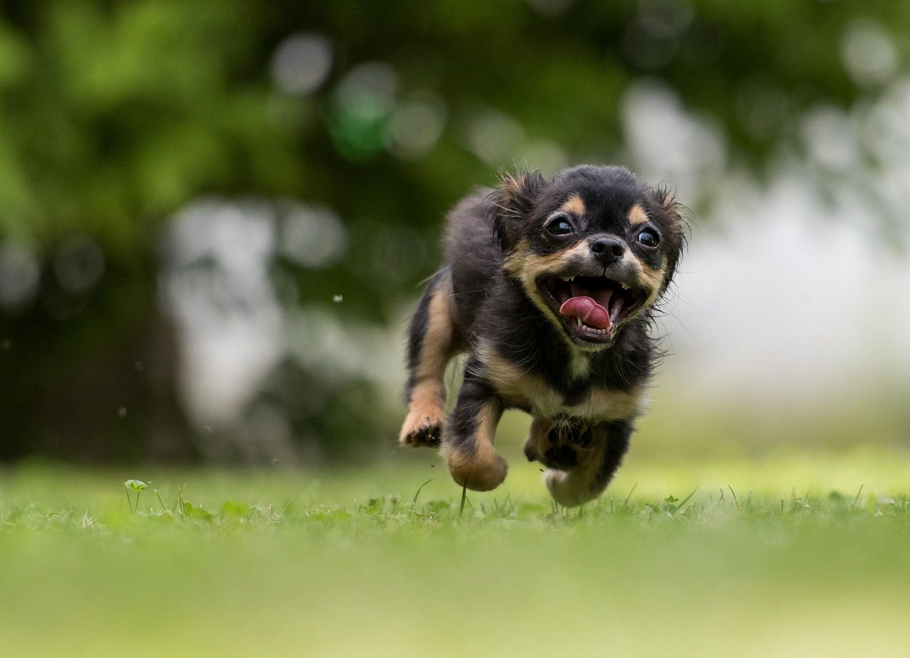 happy dog