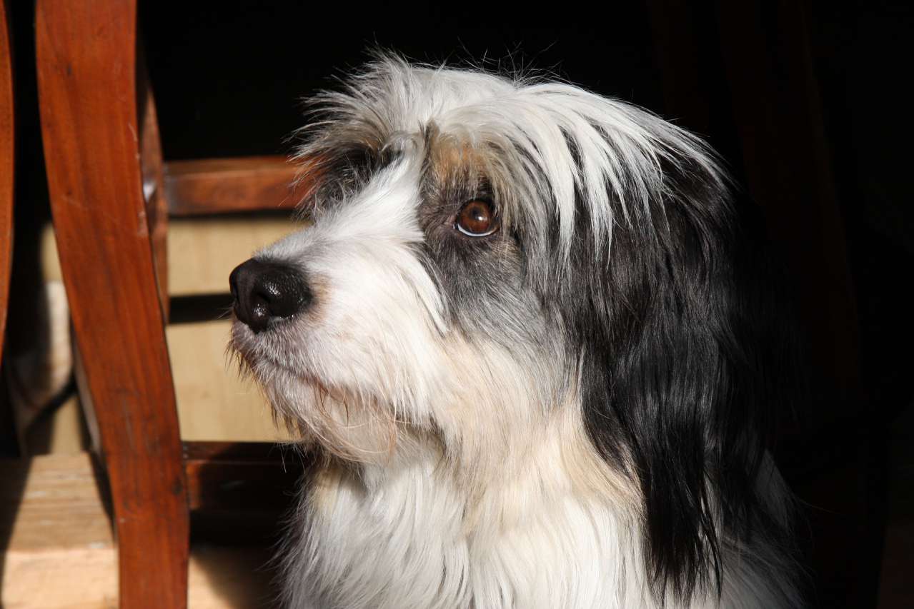Interesting Facts: Is it possible to teach a dog to talk animal