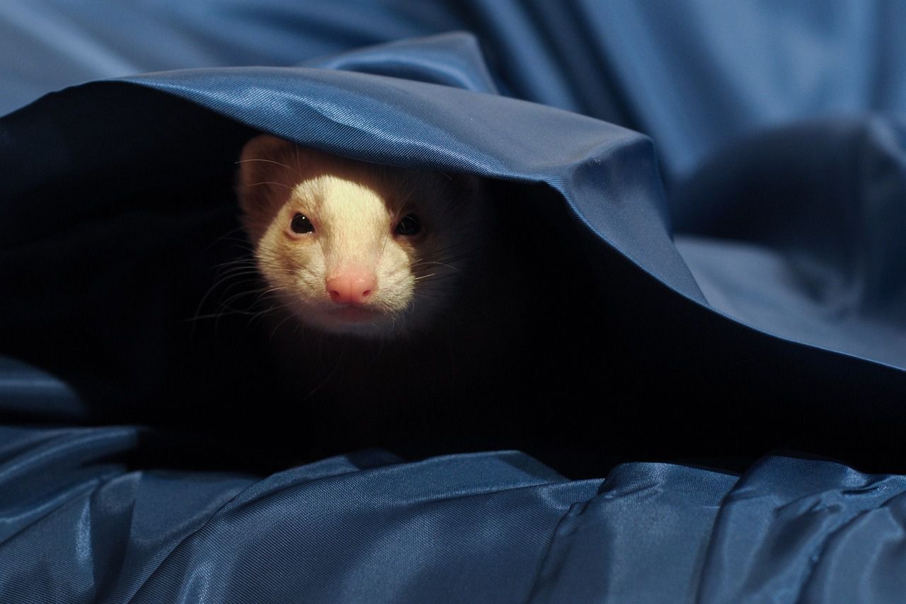 Pet ferret illnesses: Keep your pets safe ferret
