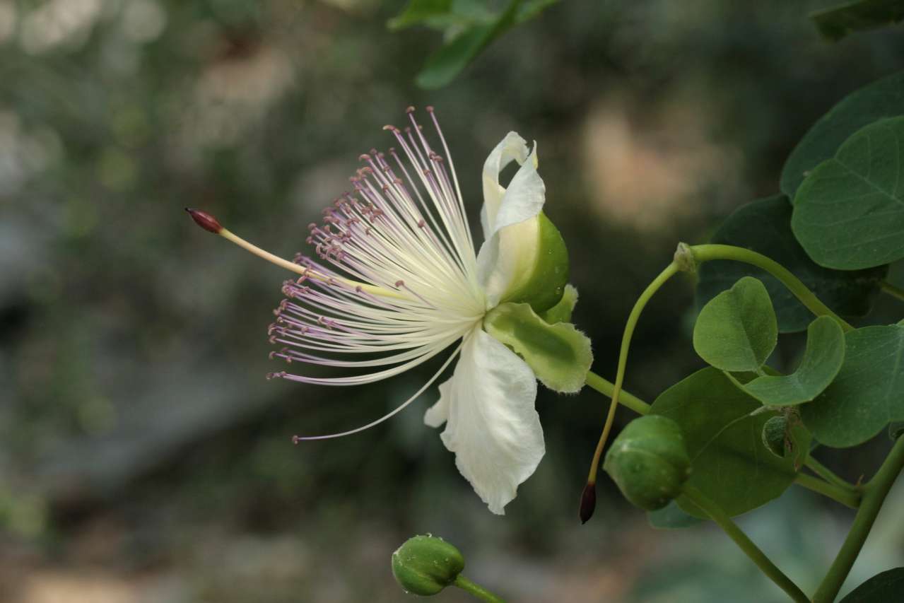 Gardening Secrets: How to Grow Capers plant