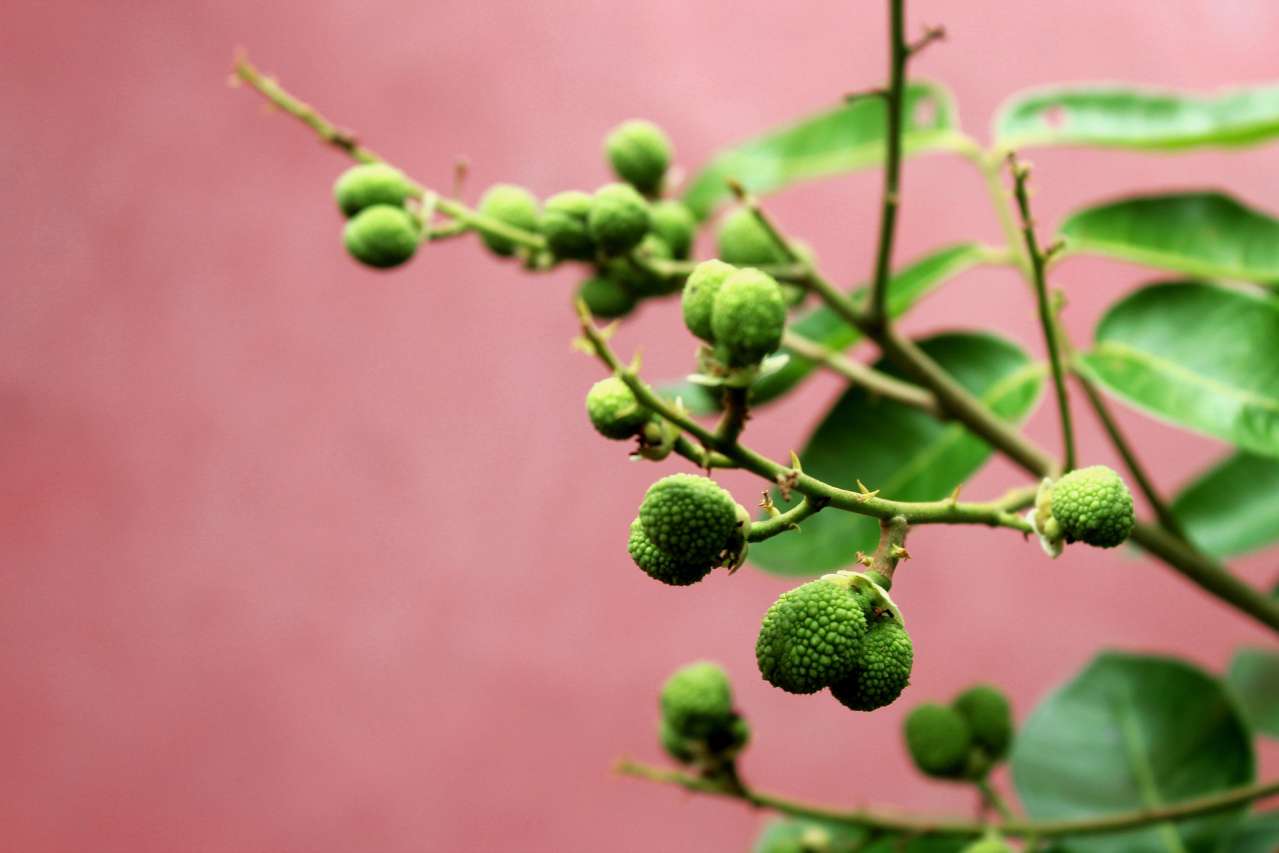 Longan: Growing and Care at Home plant