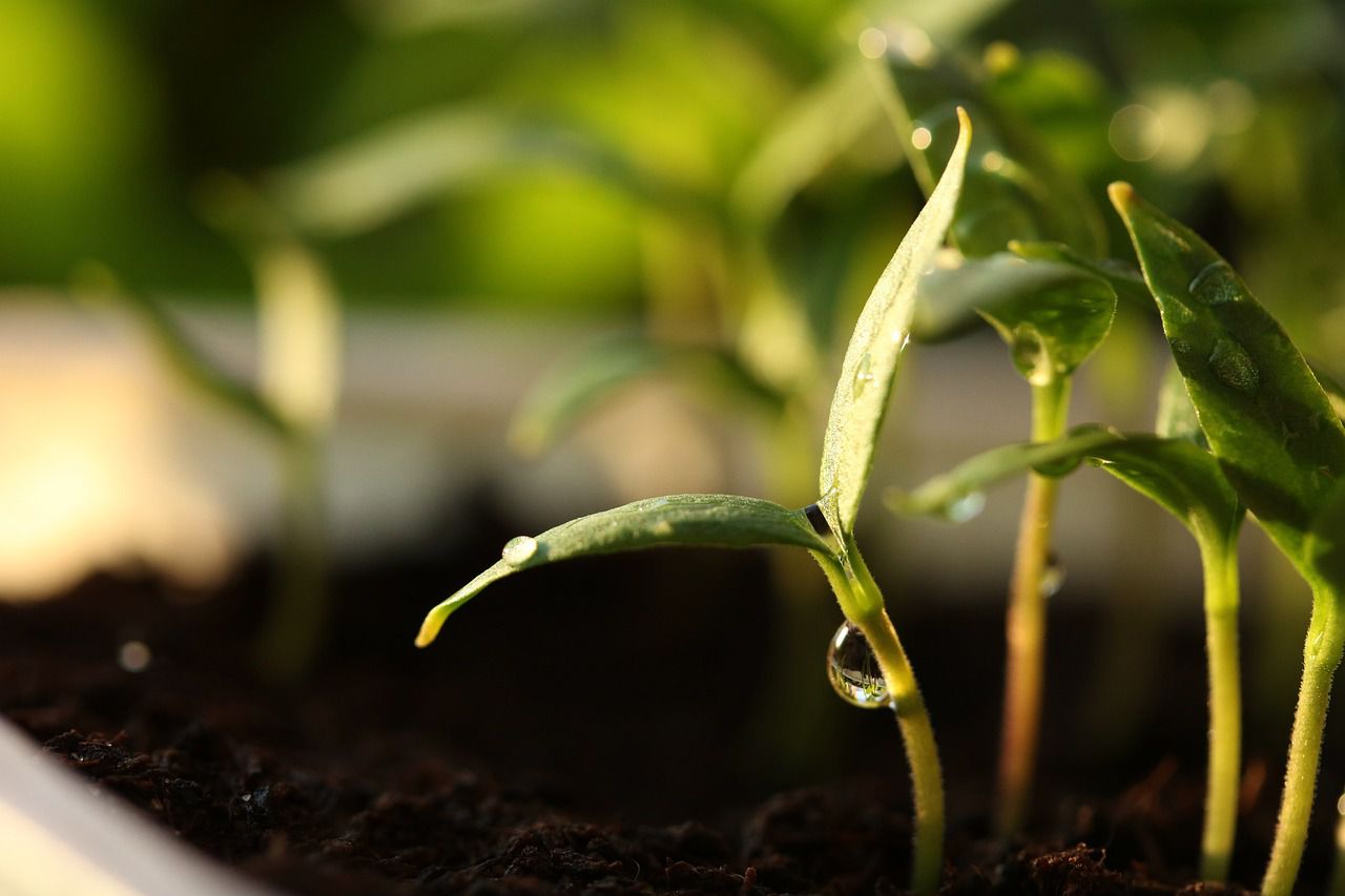 seedlings