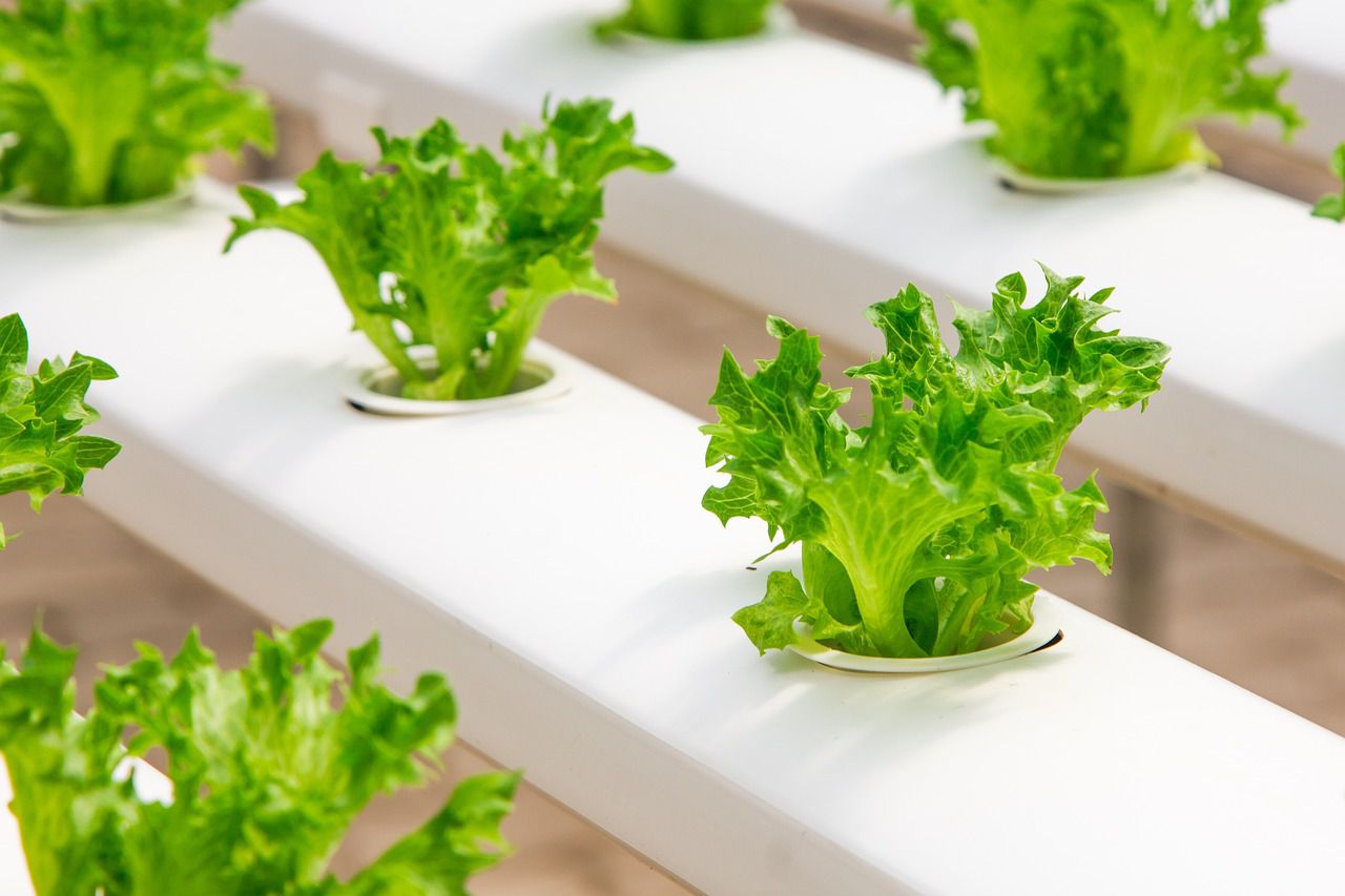 Cucumbers seedlings need space: Gardening tips seedlings