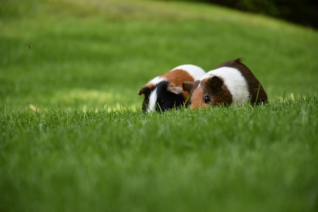 Guinea pigs illnesses: Keep your pets safe guinea pig