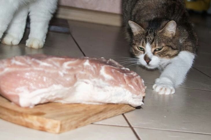 Кошка и мясо