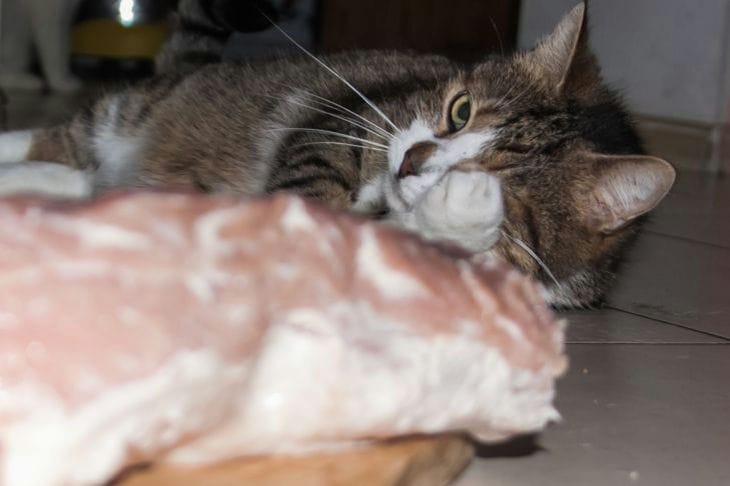 Кошка и мясо