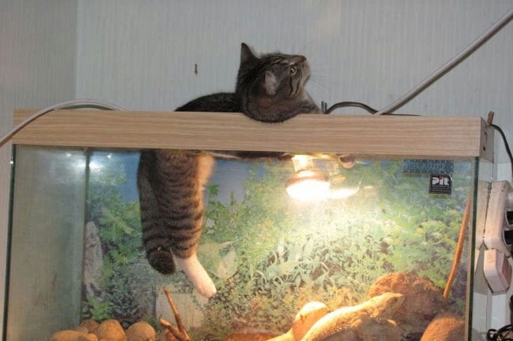 Кот в аквариуме