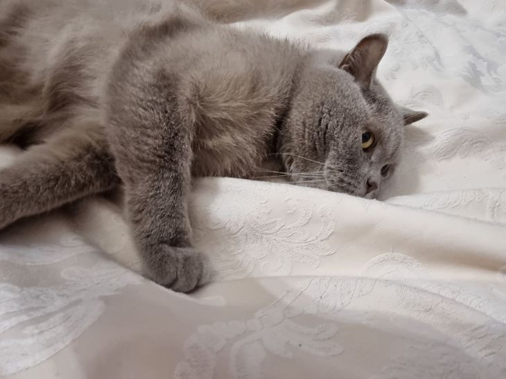 Как кошки помогают избавиться от депрессии: весомая причина завести питомца Кот