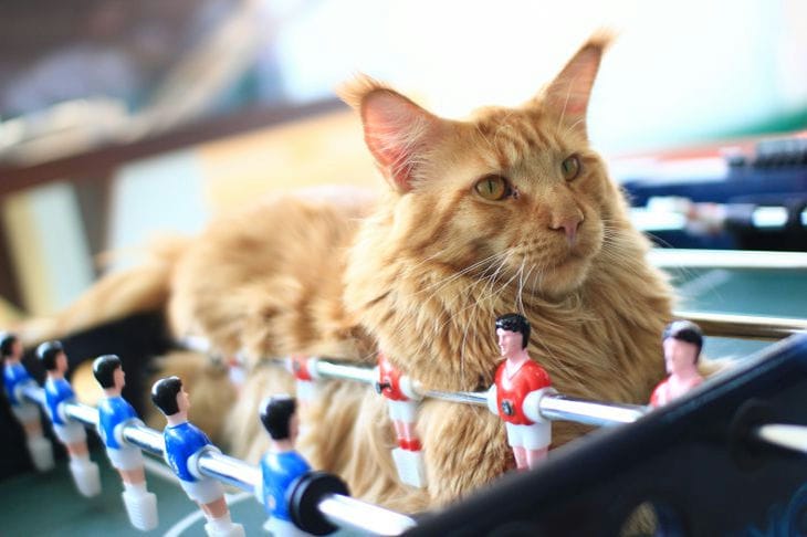 Почему кошки принимаются хулиганить: самые распространенные и невероятные причины Кот