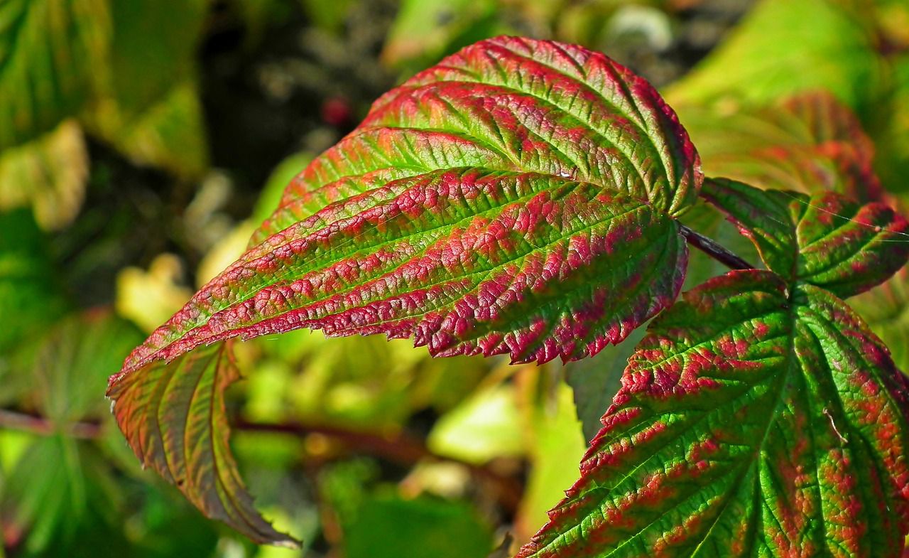 raspberry leaves