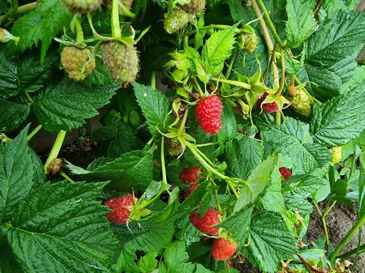 Почему малина не уродилась: 4 причины появления мелких ягод Малина