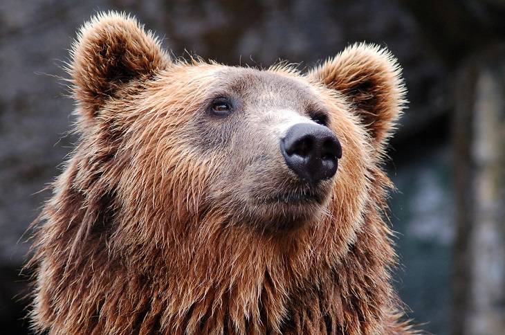 В Беларуси участились случаи встреч человека с медведем: как себя вести, если встретили этого хищника