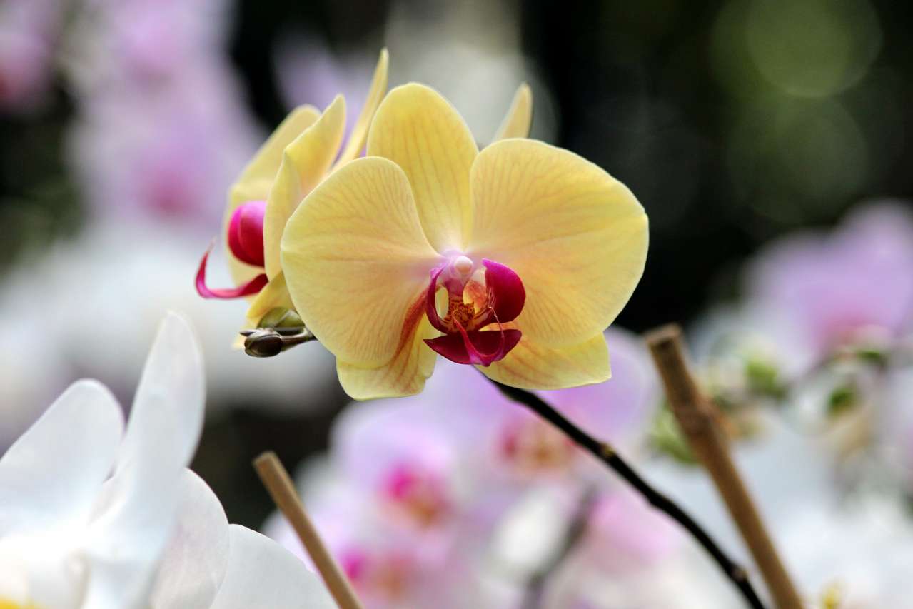 Phalaenopsis: Growing and Care plant