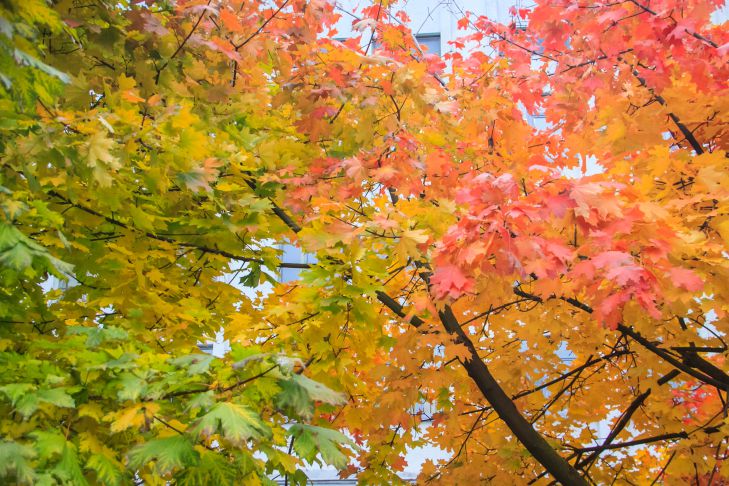 Какие дела можно сделать в саду в сентябре: 7 важных дел осень