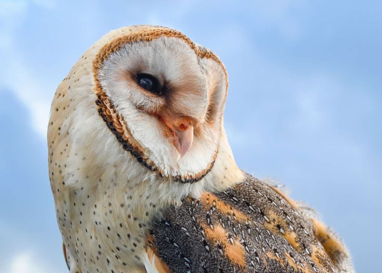 Owl as a pet: Pros and Cons bird
