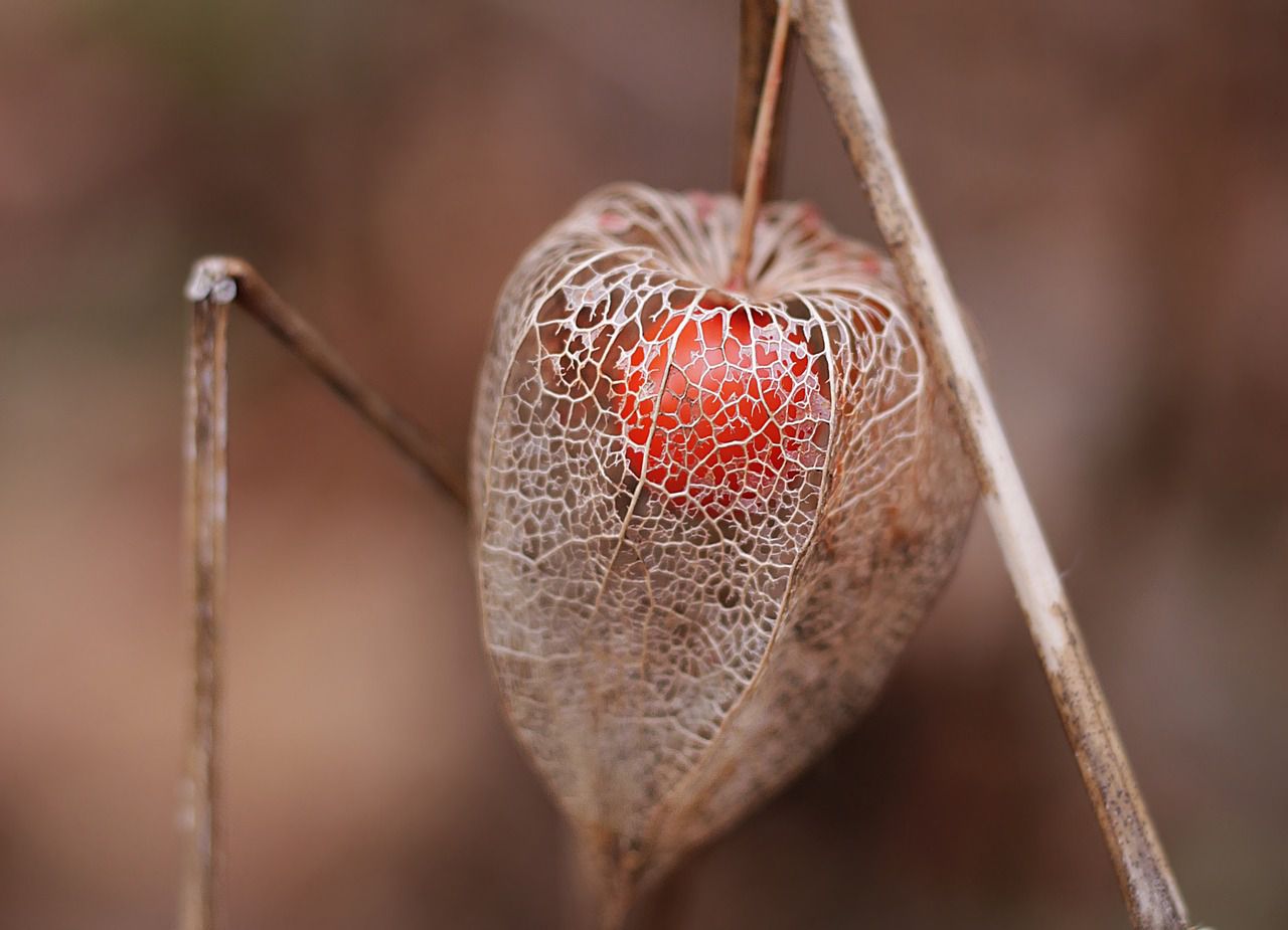 physalis