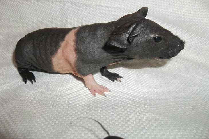 Морская свинка