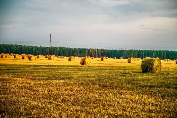 поле