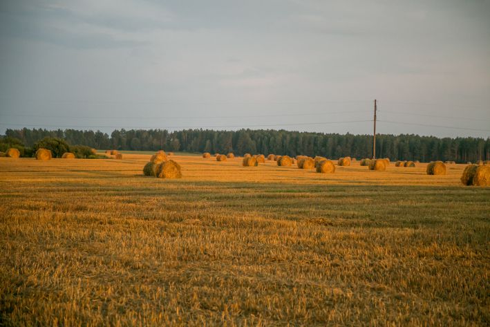 поле