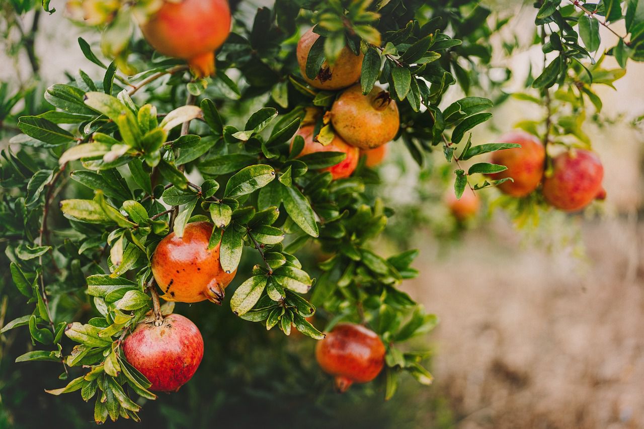 pomegranate tree